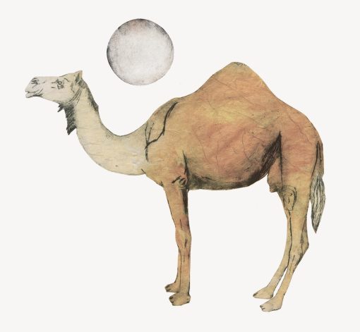 Beatrice Forshall, Camel 1