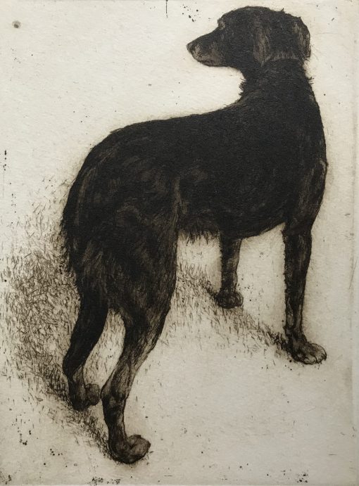 Print Maker of Animals. drawings and etchings capturing character. Limited Edition Print Runs. Helen Fay, Casper £175 Medium: Hand coloured Print Size: 16.5 x 12.5cm