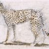 Meg Buick, Cheetah £900 Medium: Oil, Pencil & Chalk on Paper Size: 77 x 57 cms Painting and Printmaking Artist. Sketching and working in etchings depicting animals.