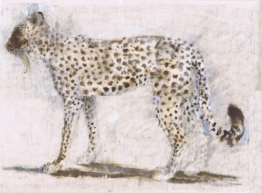 Meg Buick, Cheetah £900 Medium: Oil, Pencil & Chalk on Paper Size: 77 x 57 cms Painting and Printmaking Artist. Sketching and working in etchings depicting animals.