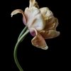 Benedict Ramos, Belle Epoque Tulip Limited edition signed Print 2