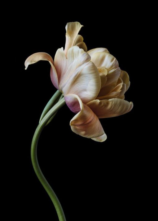 Benedict Ramos, Belle Epoque Tulip Limited edition signed Print 1