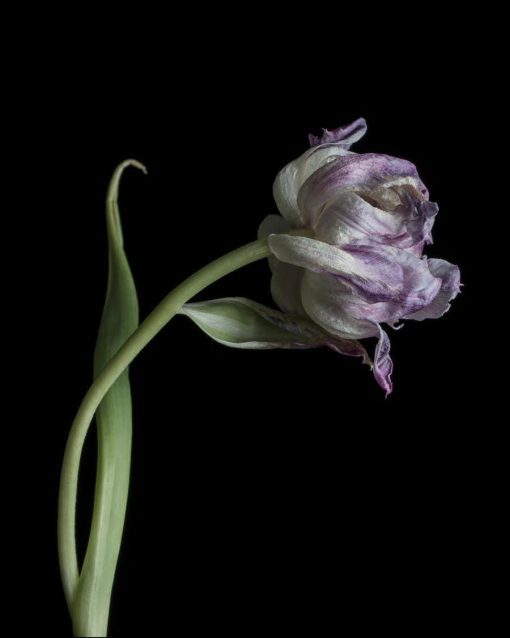 Benedict Ramos, Fading Tulip, Limited edition signed Print 1