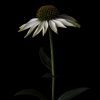 Benedict Ramos, Echinacea Fower (Limited edition signed Print) 2