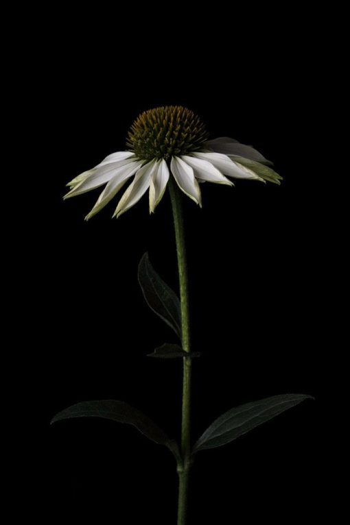 Benedict Ramos, Echinacea Fower (Limited edition signed Print) 1