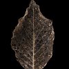 Benedict Ramos, Leaf Skeleton I (Limited edition signed Print) 3